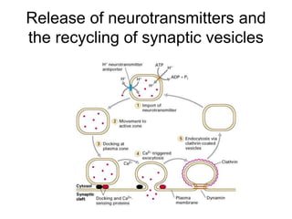 Release of neurotransmitters and
the recycling of synaptic vesicles
 