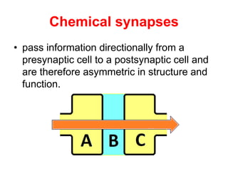Chemical synapses
• pass information directionally from a
presynaptic cell to a postsynaptic cell and
are therefore asymmetric in structure and
function.
 