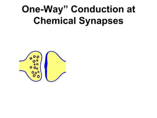 One-Way” Conduction at
Chemical Synapses
 