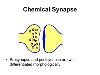 Chemical Synapse
• Presynapse and postsynapse are well
differentiated morphologically
 
