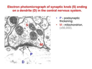 Electron photomicrograph of synaptic knob (S) ending
on a dendrite (D) in the central nervous system.
• P - postsynaptic
thickening;
• M - mitochondrion.
(x56,000).
 