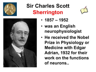 Sir Charles Scott
Sherrington
• 1857 – 1952
• was an English
neurophysiologist
• He received the Nobel
Prize in Physiology or
Medicine with Edgar
Adrian, 1932 for their
work on the functions
of neurons..
 