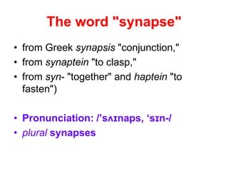 The word "synapse"
• from Greek synapsis "conjunction,"
• from synaptein "to clasp,"
• from syn- "together" and haptein "to
fasten")
• Pronunciation: /’sʌɪnaps, ‘sɪn-/
• plural synapses
 