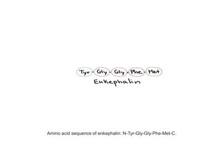 Amino acid sequence of enkephalin: N-Tyr-Gly-Gly-Phe-Met-C.
 