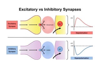Excitatory vs Inhibitory Synapses
 