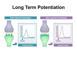 Long Term Potentiation
 