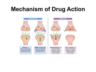 Mechanism of Drug Action
 