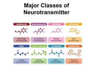 Major Classes of
Neurotransmitter
 