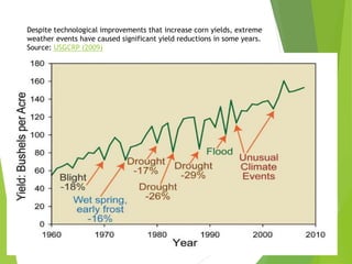 Despite technological improvements that increase corn yields, extreme
weather events have caused significant yield reductions in some years.
Source: USGCRP (2009)
 
