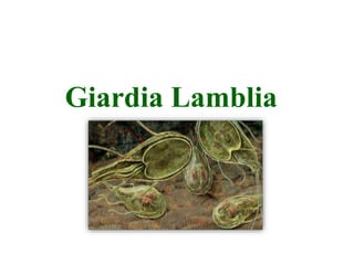 Giardia Lamblia
 