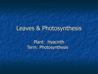 Leaves & Photosynthesis Plant:  Hyacinth Term: Photosynthesis  