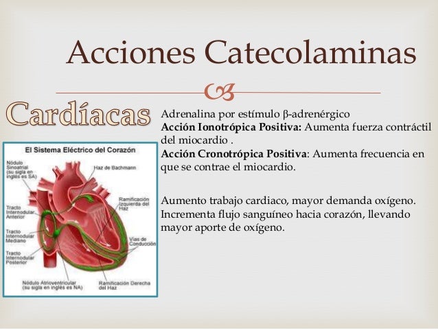 Catecolaminas Catecolaminas