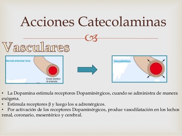 Catecolaminas Catecolaminas