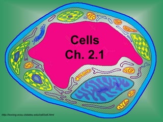 Cells 
Ch. 2.1 
http://koning.ecsu.ctstateu.edu/cell/cell.html 
 