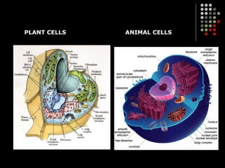 PLANT CELLS ANIMAL CELLS 