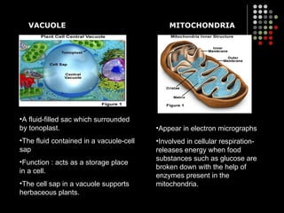 VACUOLE MITOCHONDRIA A fluid-filled sac which surrounded by tonoplast. The fluid contained in a vacuole-cell sap Function : acts as a storage place in a cell. The cell sap in a vacuole supports herbaceous plants. Appear in electron micrographs Involved in cellular respiration- releases energy when food substances such as glucose are broken down with the help of enzymes present in the mitochondria. 