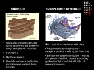 2.1 cell structure and function | PPT
