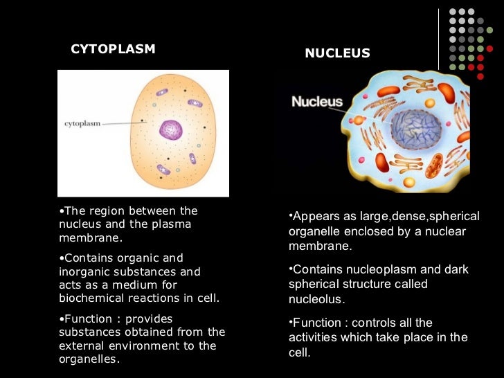 2.1 cell structure and function