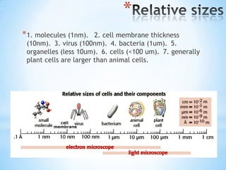 *
* 1. molecules (1nm).  2. cell membrane thickness
 (10nm). 3. virus (100nm). 4. bacteria (1um). 5.
 organelles (less 10um). 6. cells (<100 um). 7. generally
 plant cells are larger than animal cells.
 