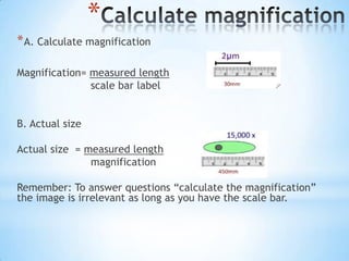 *
* A. Calculate magnification

Magnification= measured length
               scale bar label


B. Actual size

Actual size = measured length
               magnification

Remember: To answer questions “calculate the magnification”
the image is irrelevant as long as you have the scale bar.
 