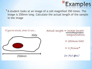 *
* A student looks at an image of a cell magnified 350 times. The
 image is 250mm long. Calculate the actual length of the sample
 in the image
 