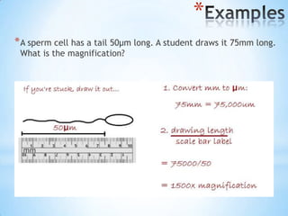 *
* A sperm cell has a tail 50μm long. A student draws it 75mm long.
 What is the magnification?
 