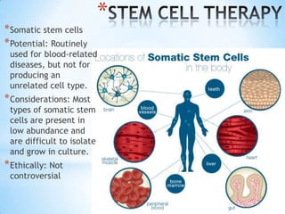 *
* Somatic stem cells
* Potential: Routinely
 used for blood-related
 diseases, but not for
 producing an
 unrelated cell type.
* Considerations: Most
 types of somatic stem
 cells are present in
 low abundance and
 are difficult to isolate
 and grow in culture.
* Ethically: Not
 controversial
 