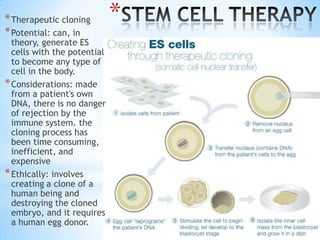* Therapeutic cloning        *
* Potential: can, in
  theory, generate ES
  cells with the potential
  to become any type of
  cell in the body.
* Considerations: made
  from a patient's own
  DNA, there is no danger
  of rejection by the
  immune system. the
  cloning process has
  been time consuming,
  inefficient, and
  expensive
* Ethically: involves
  creating a clone of a
  human being and
  destroying the cloned
  embryo, and it requires
  a human egg donor.
 