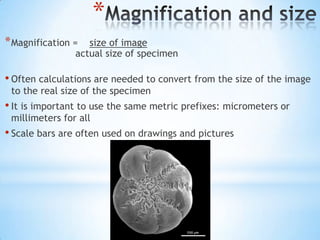 *
* Magnification =  size of image
                actual size of specimen

• Often calculations are needed to convert from the size of the image
 to the real size of the specimen
• It is important to use the same metric prefixes: micrometers or
 millimeters for all
• Scale bars are often used on drawings and pictures
 