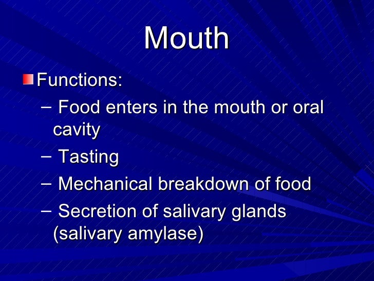 2 1dithedigestivesystempowerpoint100206130809phpapp01