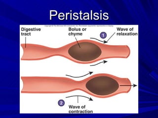 Peritaxis 2 1 D Ithe Digestive System Powerpoint | PPT