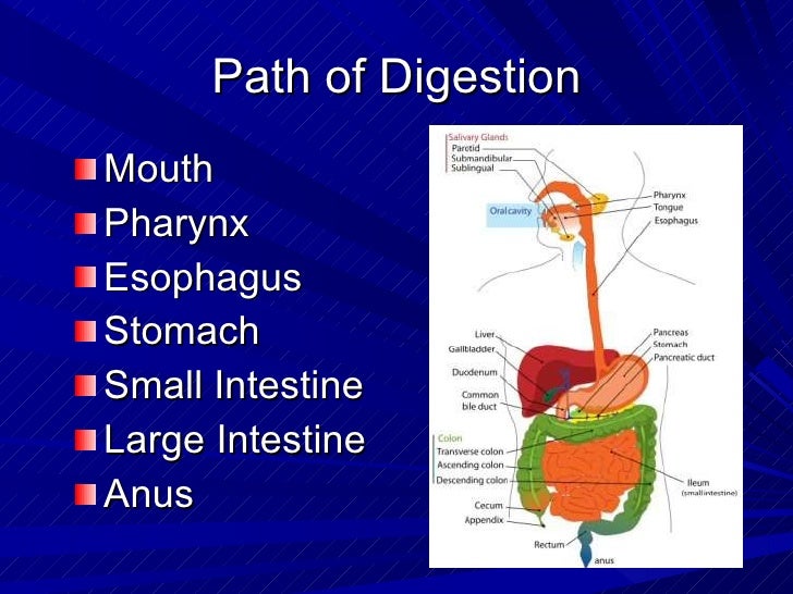 2 1 D Ithe Digestive System Powerpoint