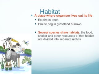 Habitat A place where organism lives out its life Ex bird in trees Prairie dog in grassland burrows Several species share habitats , the food, shelter and other resources of that habitat are divided into separate niches 