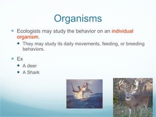 Organisms Ecologists may study the behavior on an  individual organism . They may study its daily movements, feeding, or breeding behaviors. Ex A deer A Shark 