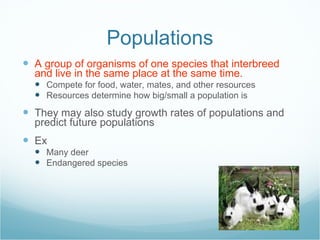 Populations A group of organisms of one species that interbreed and live in the same place at the same time. Compete for food, water, mates, and other resources Resources determine how big/small a population is They may also study growth rates of populations and predict future populations Ex Many deer Endangered species 