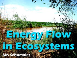 Energy   Flow   in   Ecosystems Mr. Schumaier 