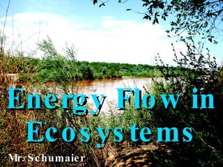 Energy   Flow   in   Ecosystems Mr. Schumaier 