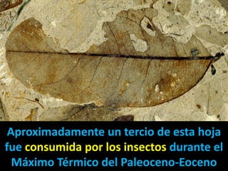 Aproximadamente un tercio de esta hoja
fue consumida por los insectos durante el
  Máximo Térmico del Paleoceno-Eoceno
 