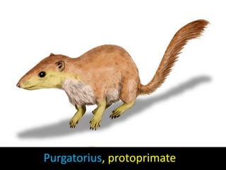 Purgatorius, protoprimate
 