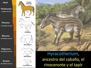 Hyracotherium,
ancestro del caballo, el
 rinoceronte y el tapir
 