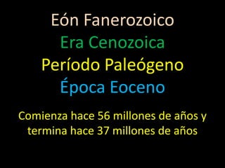 Eón Fanerozoico
      Era Cenozoica
    Período Paleógeno
      Época Eoceno
Comienza hace 56 millones de años y
 termina hace 37 millones de años
 