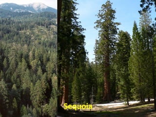 Sequoia
 