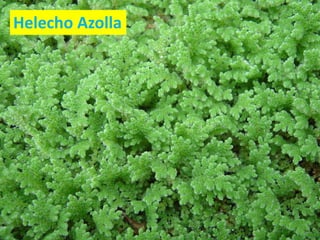 Helecho Azolla
 