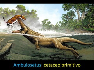 Ambulosetus: cetaceo primitivo
 
