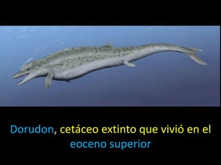 Dorudon, cetáceo extinto que vivió en el
           eoceno superior
 