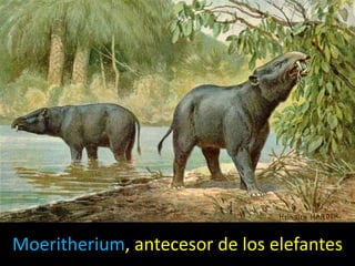 Moeritherium, antecesor de los elefantes
 