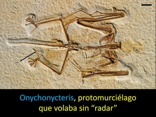 Onychonycteris, protomurciélago
    que volaba sin “radar”
 