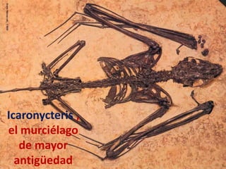 Icaronycteris ,
el murciélago
   de mayor
  antigüedad
 