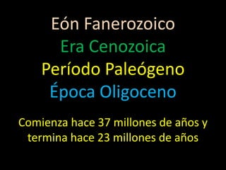 Eón Fanerozoico
      Era Cenozoica
    Período Paleógeno
     Época Oligoceno
Comienza hace 37 millones de años y
 termina hace 23 millones de años
 