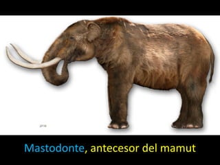 Mastodonte, antecesor del mamut
 